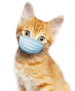 catwearingmask.jpg