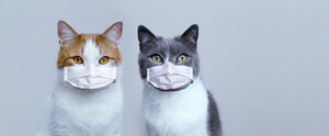 catsmasks.jpg