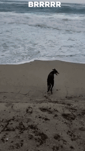Water Dog Fun Waves Whoot Brrr GIF-downsized_large.gif