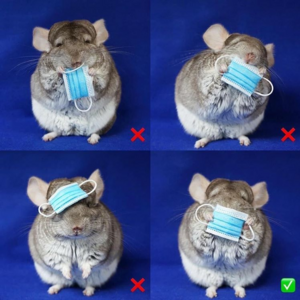 Chinchilla_wearing_face_mask.PNG