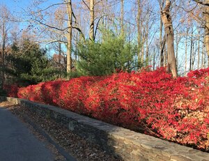 Fall Color 1 (2).jpg