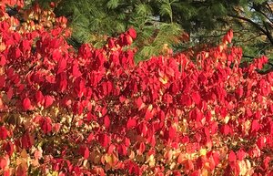 Fall Color 2 (2).JPG