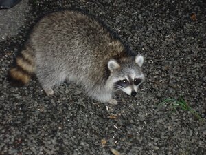 Raccoon 2.jpeg