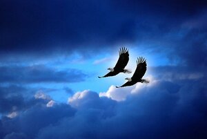 soaringeagles.jpg