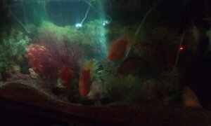 fish tank.jpg