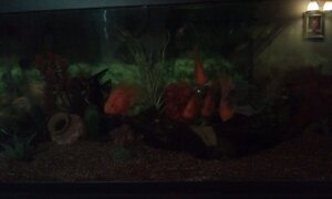 fish tank 2.jpg
