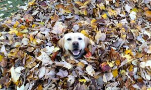 fnmstellaleafsmile110118.jpg