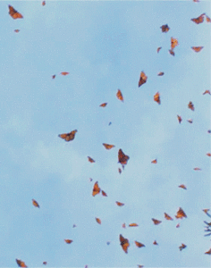 image.gif