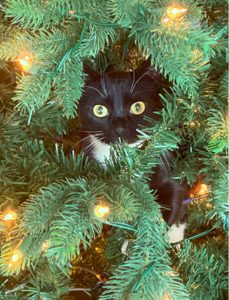 gracieinthemiddleofthetree.png