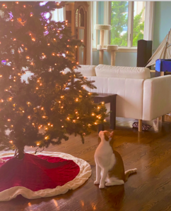 oliverlookingatthetree.png
