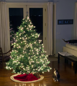 bobbyandxmastree2020.png