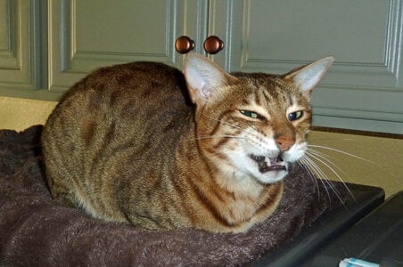 Taji funny face.jpg