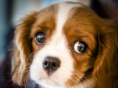 puppy-eyes.jpg