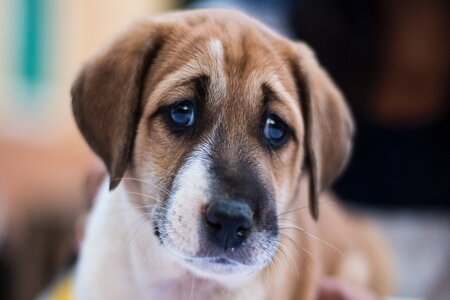 puppy-dog-eyes.jpg