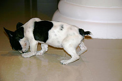 277319194_daa60b6640_m.jpg