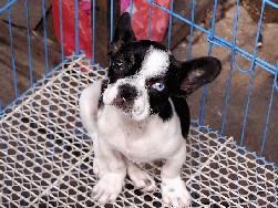 Rosco.jpg