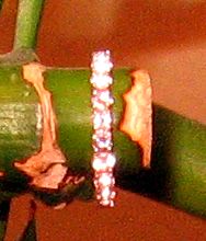 pnkem910.jpg