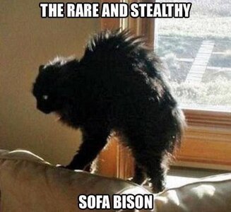 sofabison.jpg