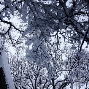 snowontrees.jpg
