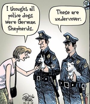 undercoverdogs.jpg