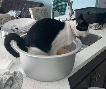 cat.jpg
