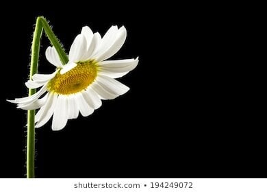 beautiful-fresh-white-summer-daisy-260nw-194249072.jpg