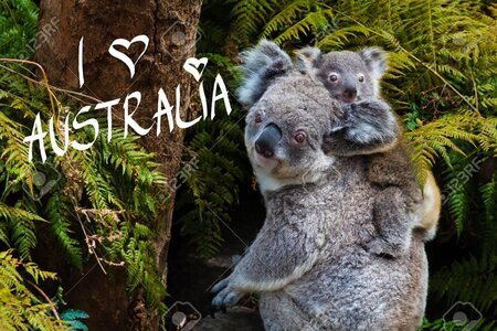 australiakoalas.jpg