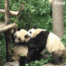 huggingpandas.gif