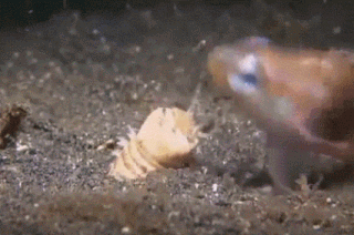 8.gif