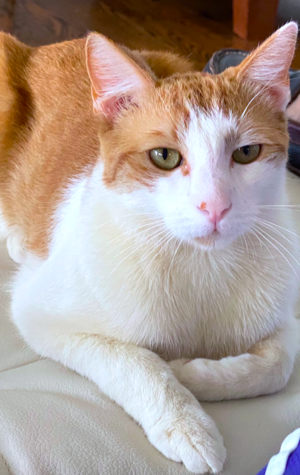oliversoregal.png
