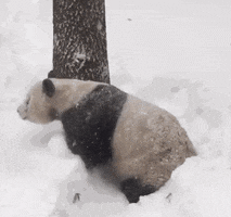 pandasnowgif.gif