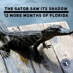 gator.jpg.8f683a28b3bee0560de466367875fab1.jpg