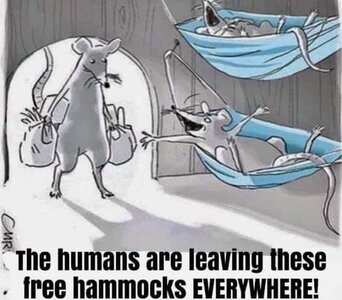 freehammocks.jpg