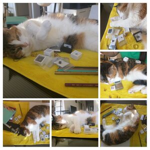 20210206_123654-COLLAGE.jpg