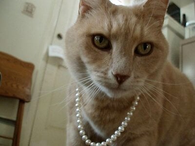 George with pearls small.jpg