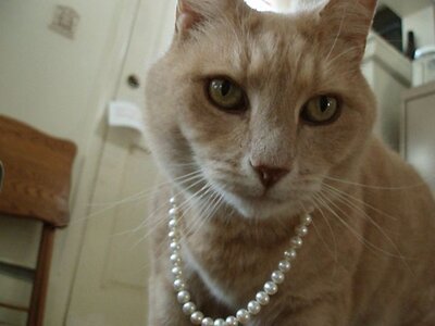 George with pearls small.jpg