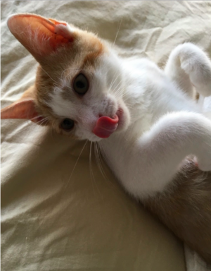 babyoliverandtongue.png babyoliverandtongue.png