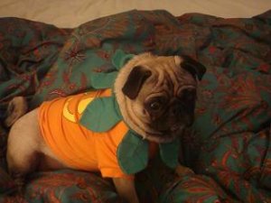 PoleyPSPumpkin.JPG