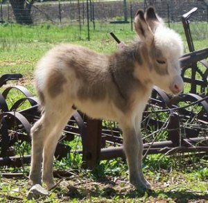 Picture_7244-Baby_Donkey_4-02-2007.jpg