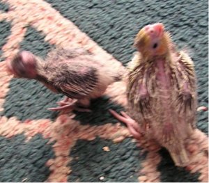 Baby and eggs 92806 001.JPG