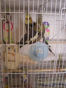 Baby and eggs 91406 006.JPG