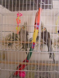 2nd babies.JPG