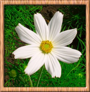 framedwhiteflower.jpg