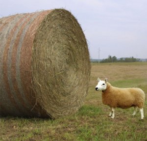 Hey_Ewe.jpg