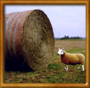 Hey_Ewe2.jpg