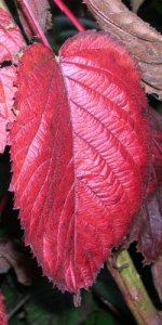 redleaf.jpg