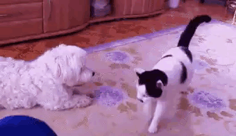 catfarts.gif