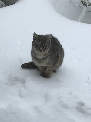 bigredinsnow.jpeg