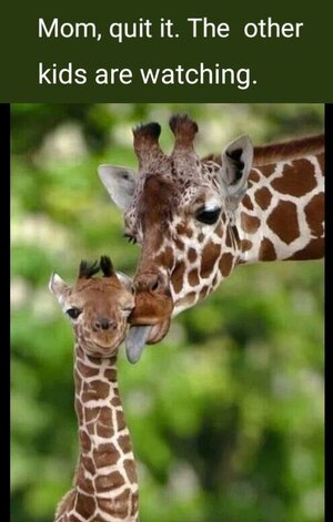 giraffes.jpg