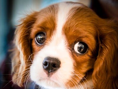 puppy-eyes.jpg